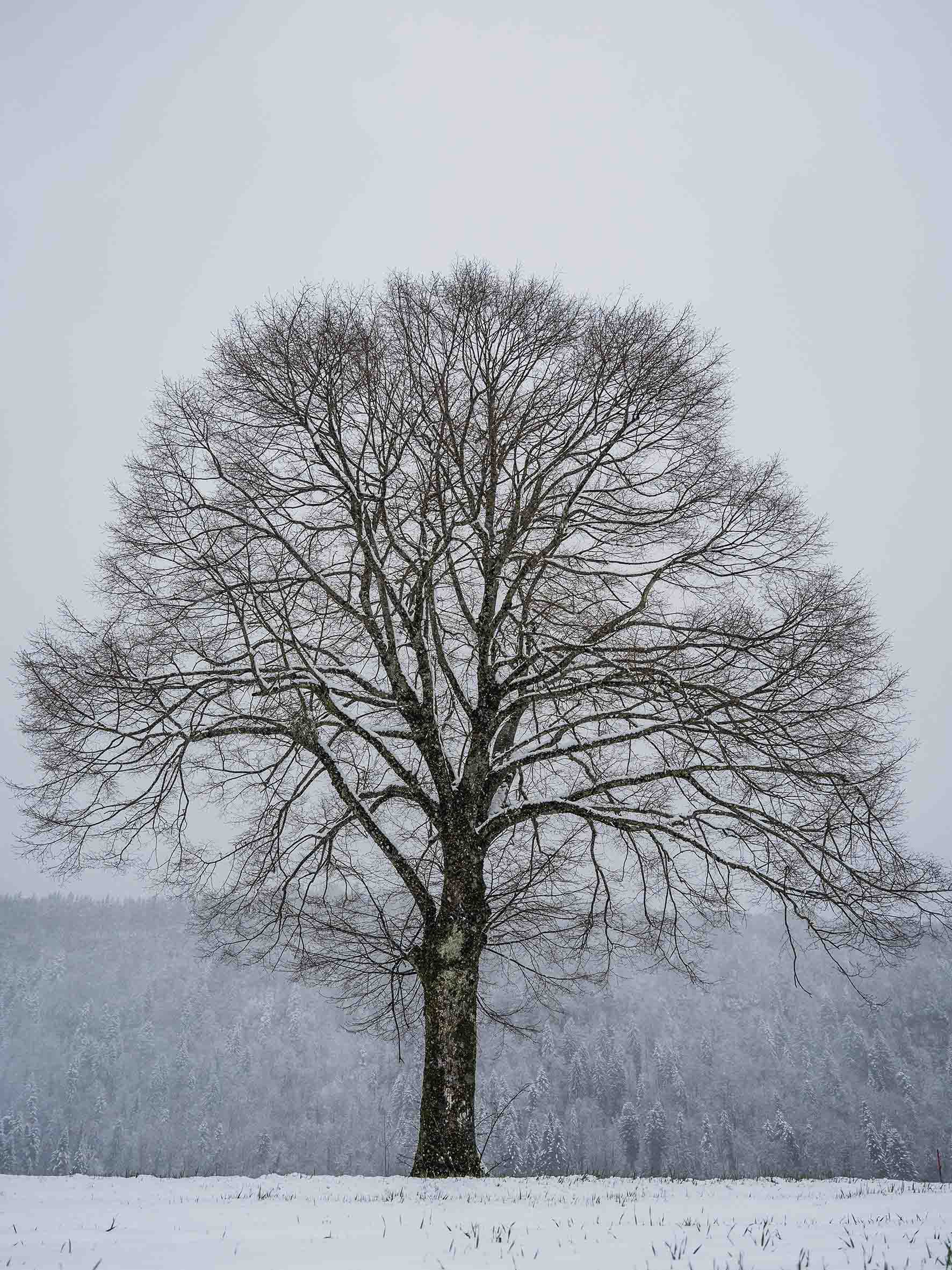 Tanguy Mendrisse, L'arbre de vie Tanguy Mendrisse, L'arbre de vie