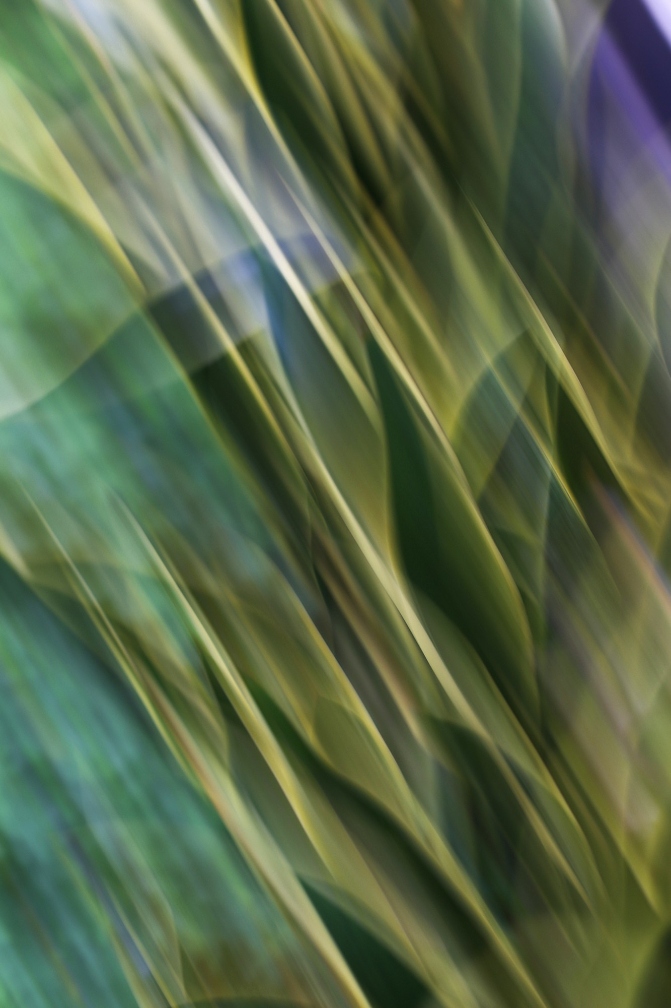 Eszter Papp, Abstract nature Eszter Papp, Abstract nature