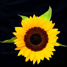 Richard Dunkley, Sunflower 4 Richard Dunkley, Sunflower 4