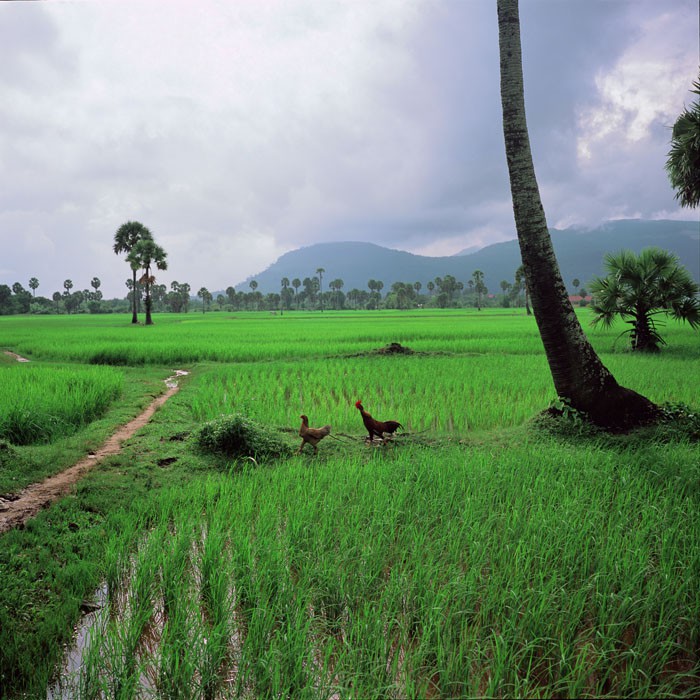 Eric Benard, Cambodge, près de Kampot, rizières Eric Benard, Cambodge, près de Kampot, rizières