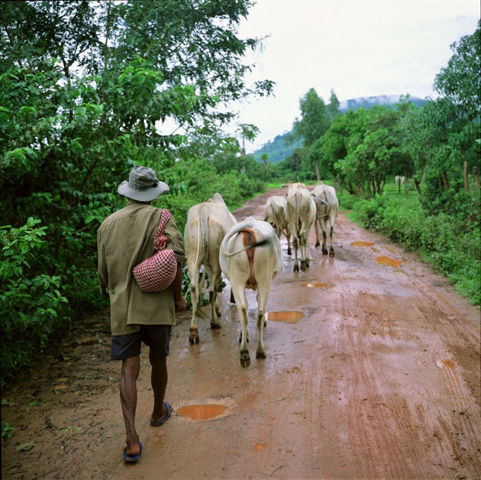 Eric Benard, Cambodge, près de Kampot, éleveur Eric Benard, Cambodge, près de Kampot, éleveur