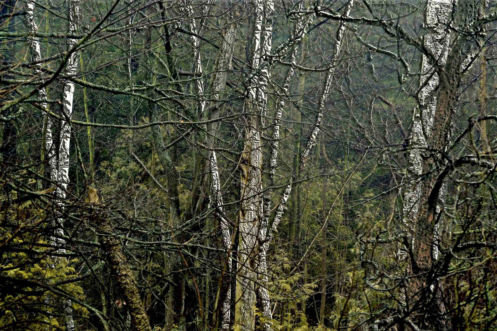 Michael Burgess, Wild Birch - Forest Michael Burgess, Wild Birch - Forest