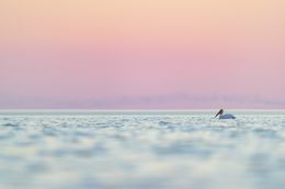 Makgadikgadi, Mathieu Pujol