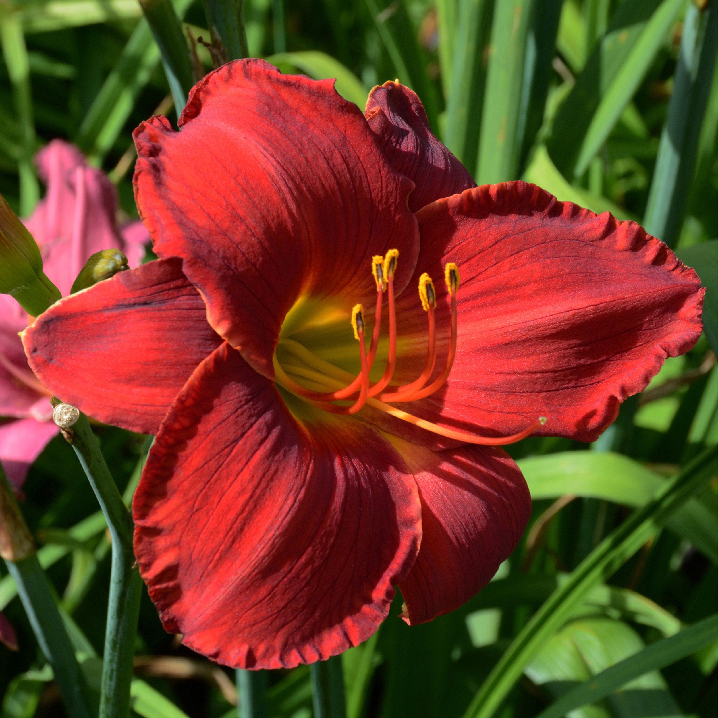Michael K. Yamaoka, Daylilies Michael K. Yamaoka, Daylilies