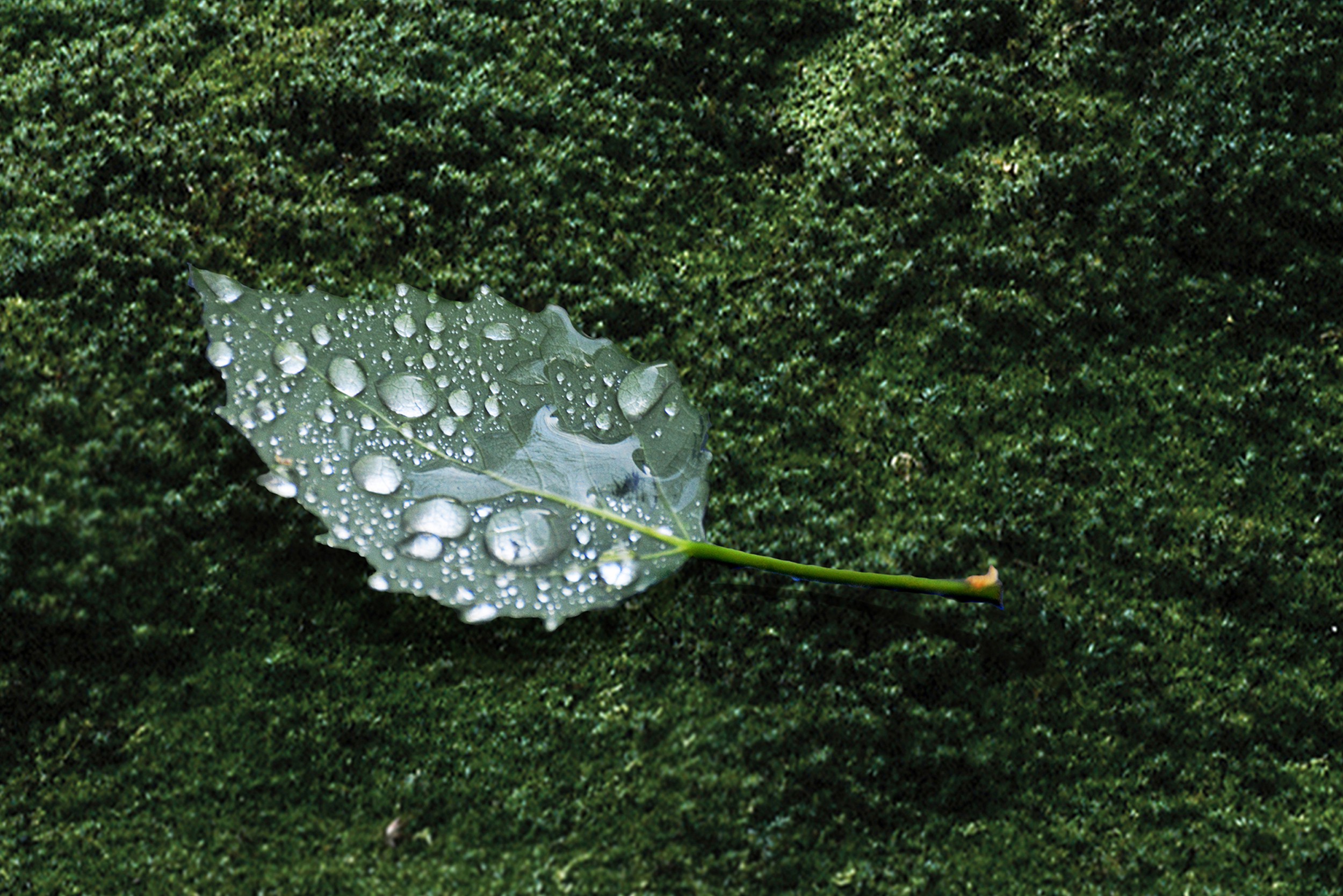 Michael K. Yamaoka, Nature's Jewelry Michael K. Yamaoka, Nature's Jewelry