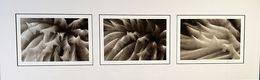 Feather Duster Triptych, Andy Lerner