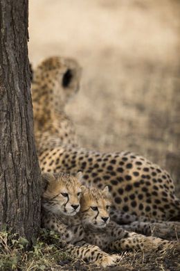 Cheetah Cubs With Mother, Andy Lerner