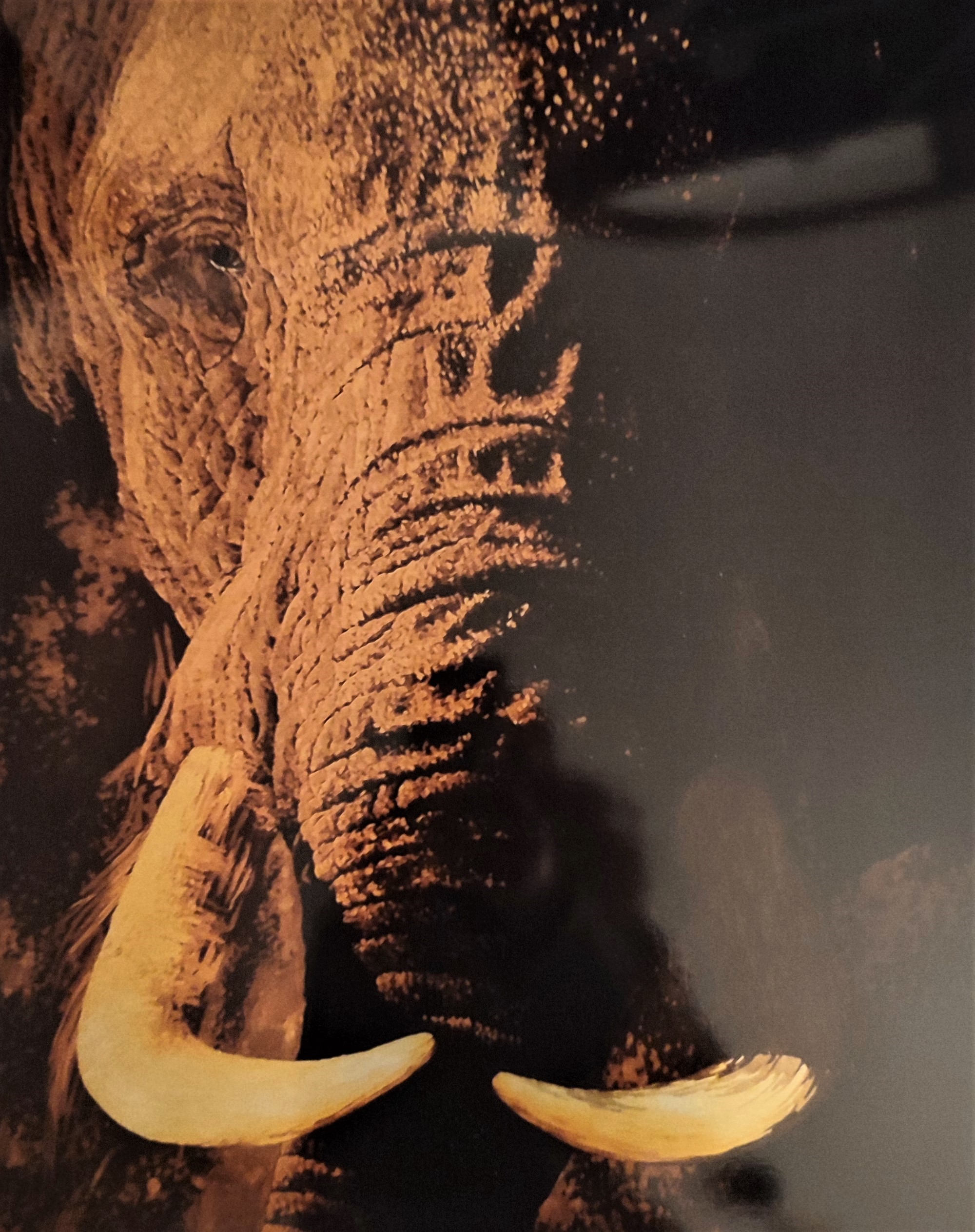 Sylvie Cappe, Eléphant doré Sylvie Cappe, Eléphant doré