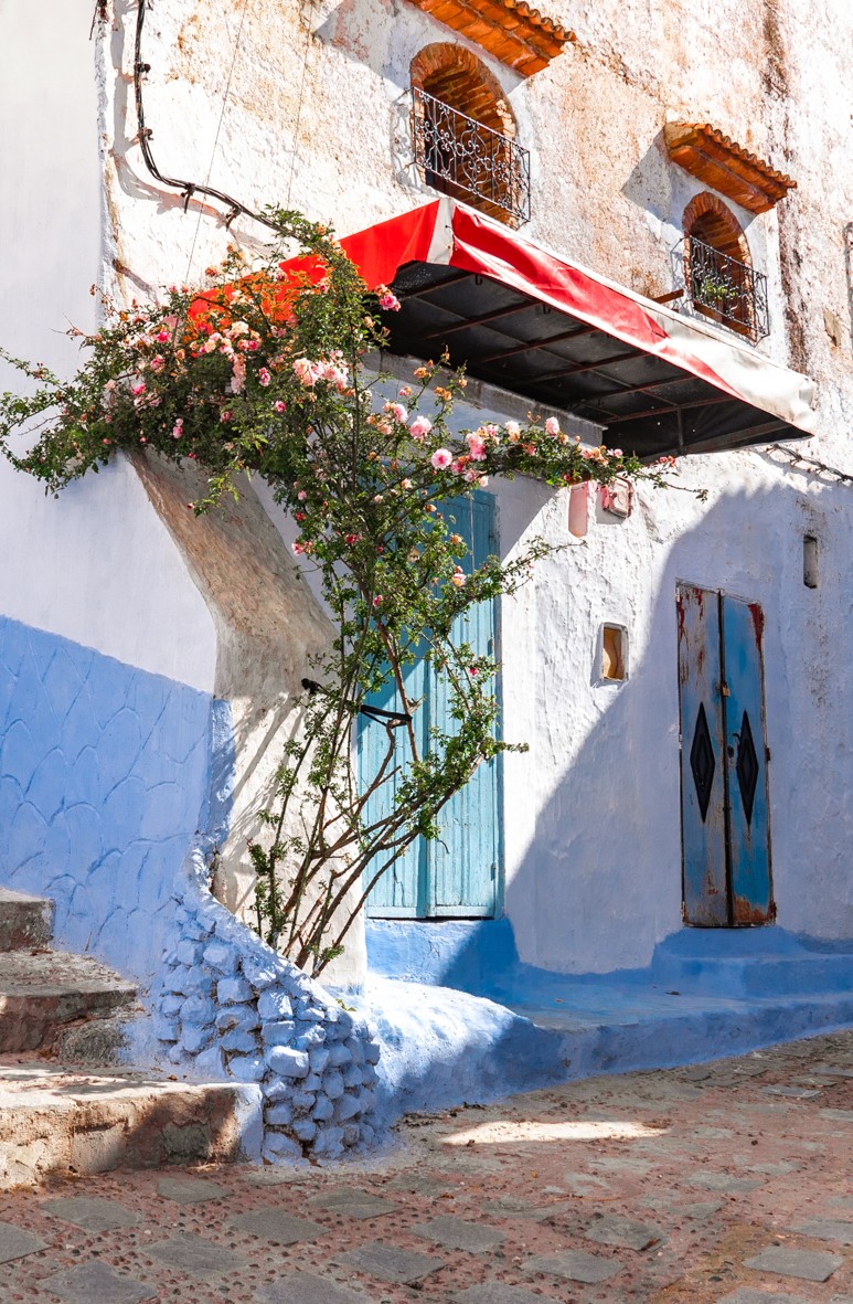 Rodrigo, The rosebush of Chefchaouen Rodrigo, The rosebush of Chefchaouen