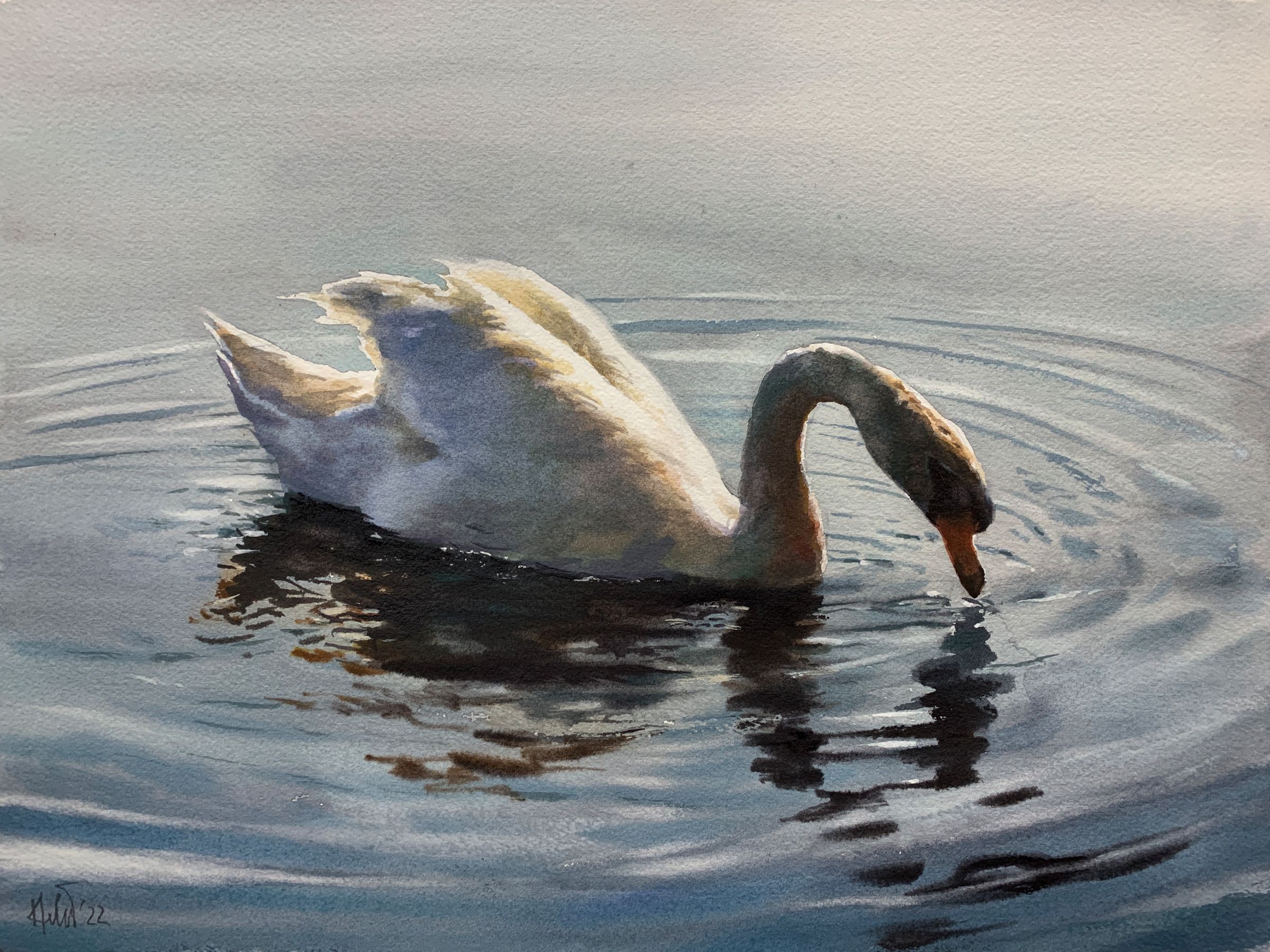 Helal Uddin, Swan_01 Helal Uddin, Swan_01