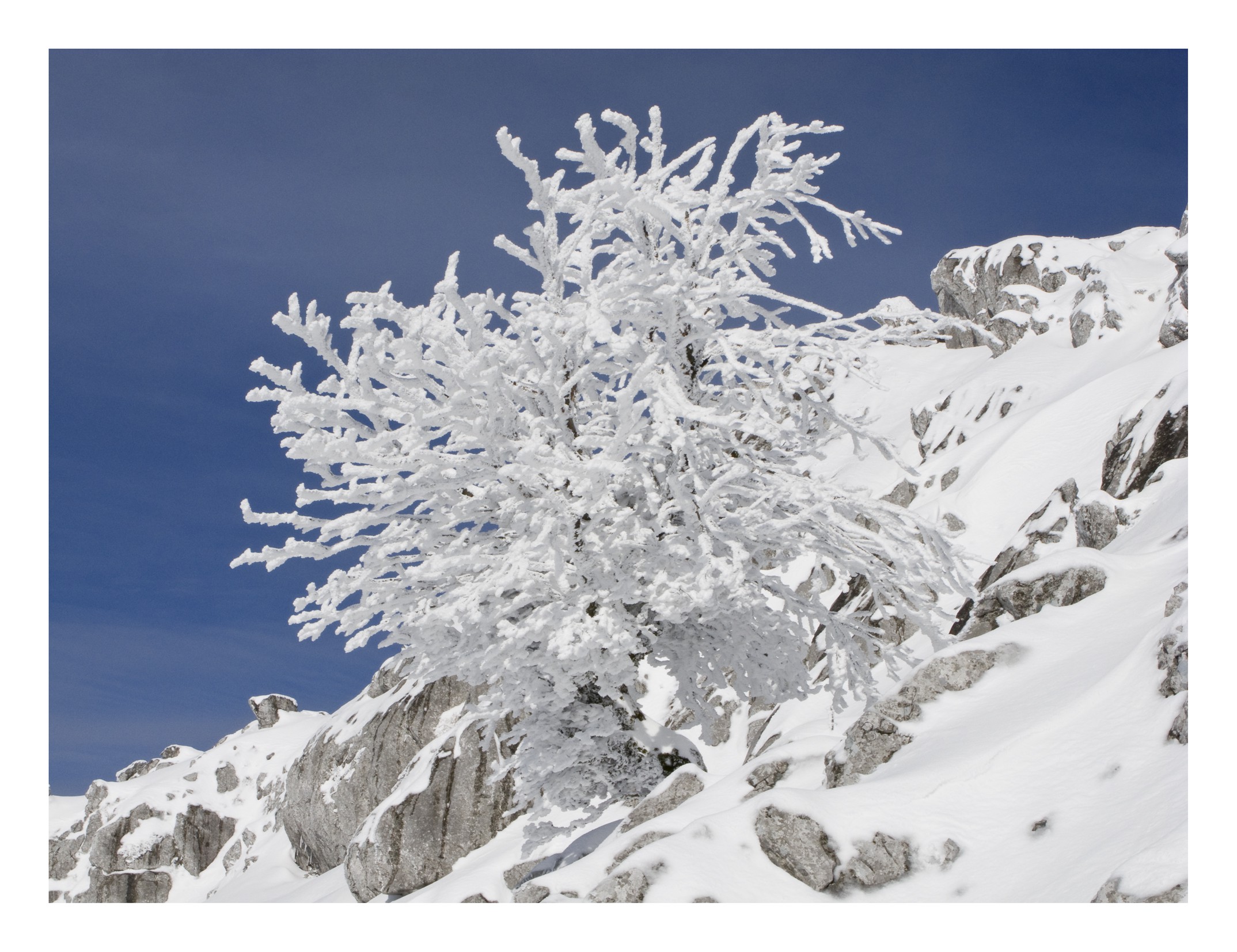 Imanol Marrodán, Frozen trees 7 Imanol Marrodán, Frozen trees 7