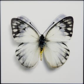 Print, Butterfly white III, James Chiew