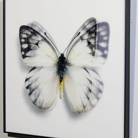 James Chiew, Butterfly white III James Chiew, Butterfly white III