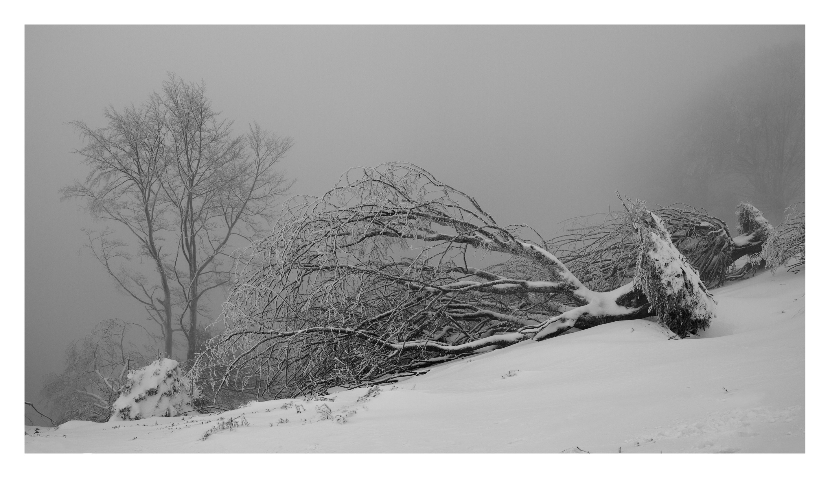 Imanol Marrodán, Frozen trees 22b Imanol Marrodán, Frozen trees 22b