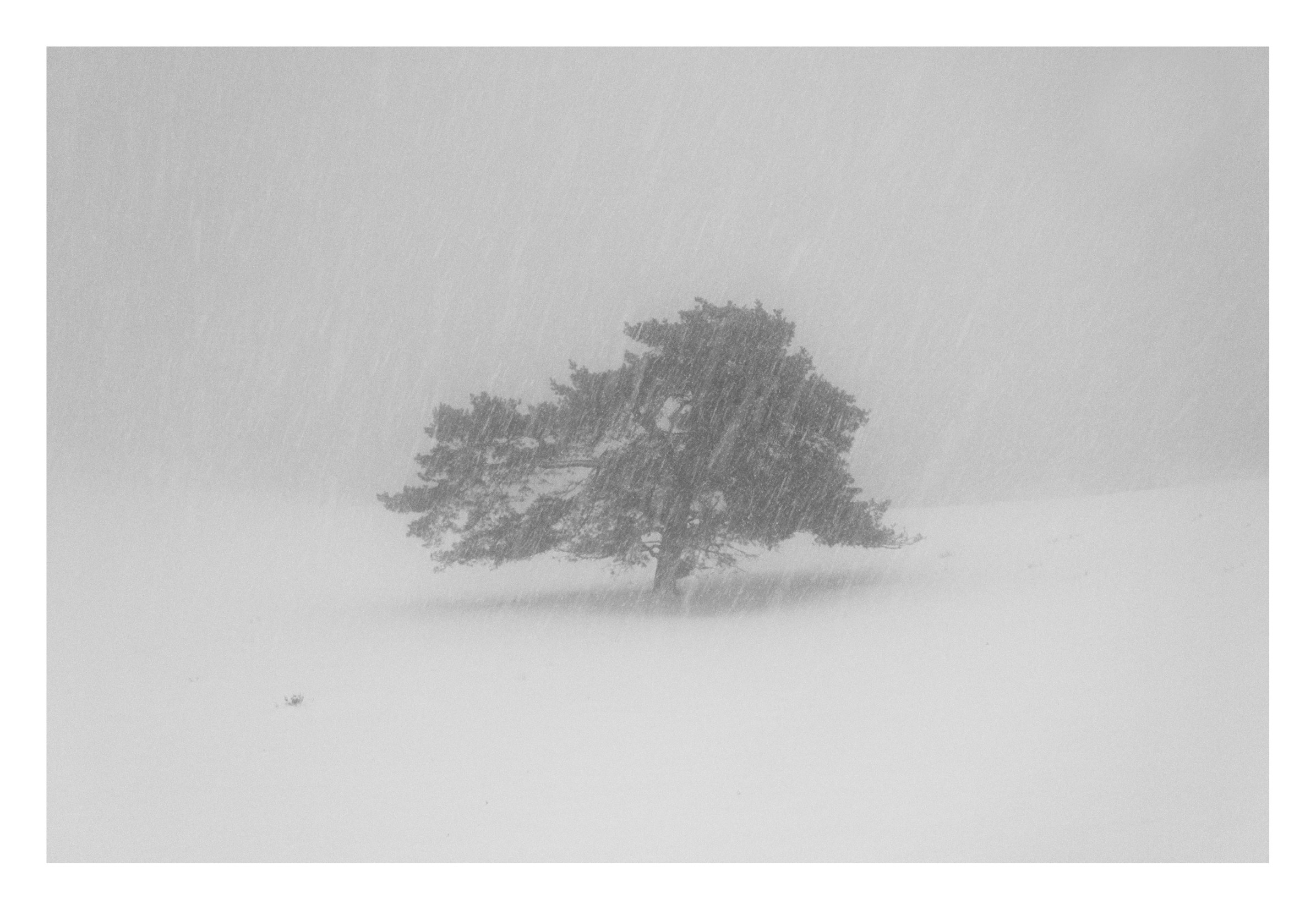 Imanol Marrodán, Frozen trees 13b Imanol Marrodán, Frozen trees 13b