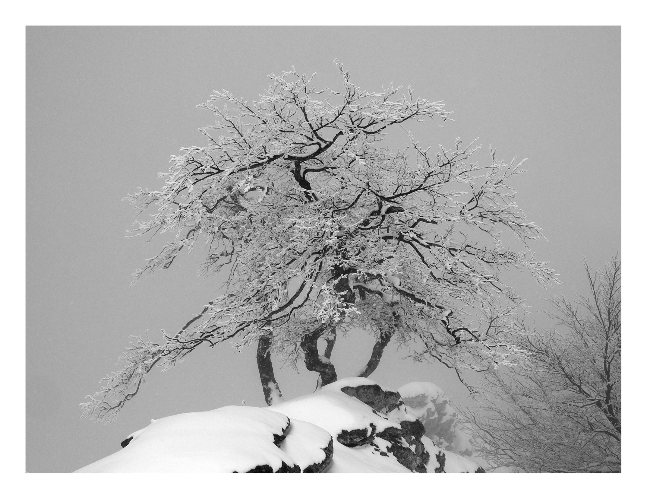 Imanol Marrodán, Frozen trees 24 Imanol Marrodán, Frozen trees 24