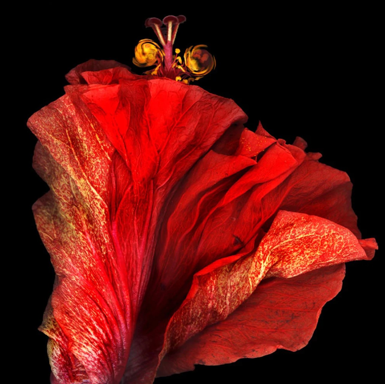 Marie-Fa Lazzari, Flamenco Marie-Fa Lazzari, Flamenco
