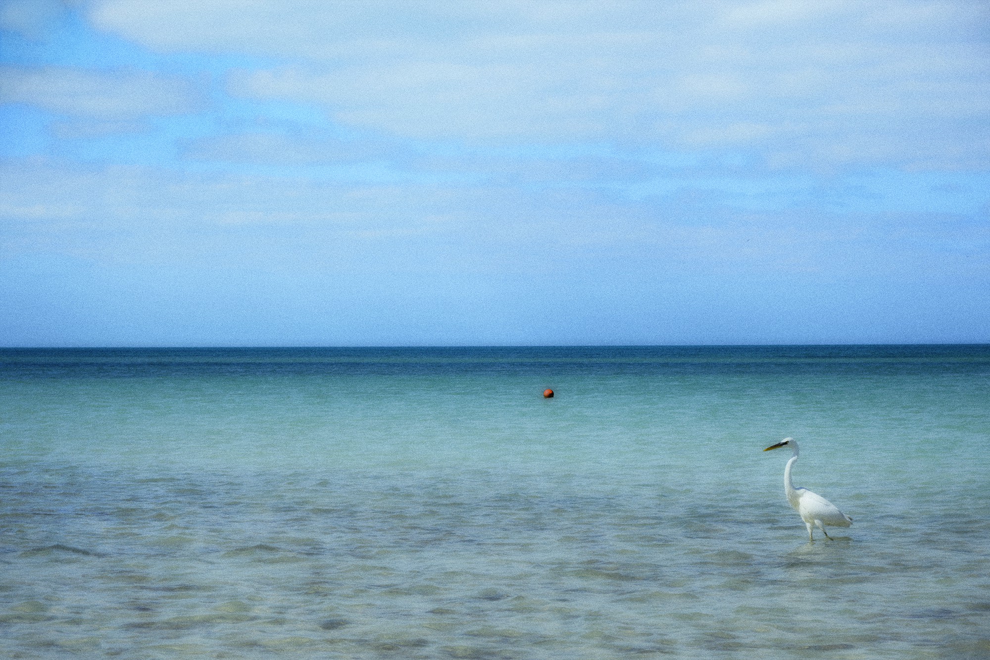 Karine Nicolleau, Birds #1 Karine Nicolleau, Birds #1