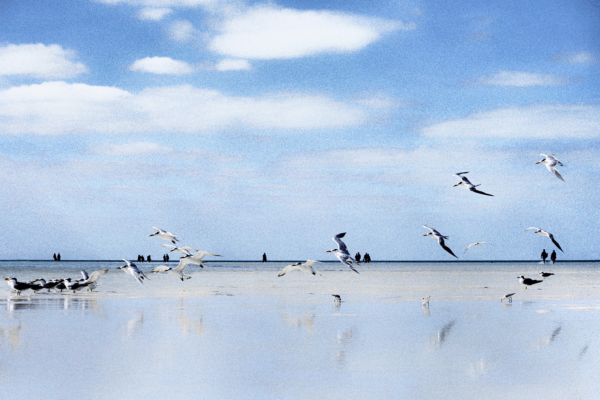 Karine Nicolleau, Birds #3 Karine Nicolleau, Birds #3