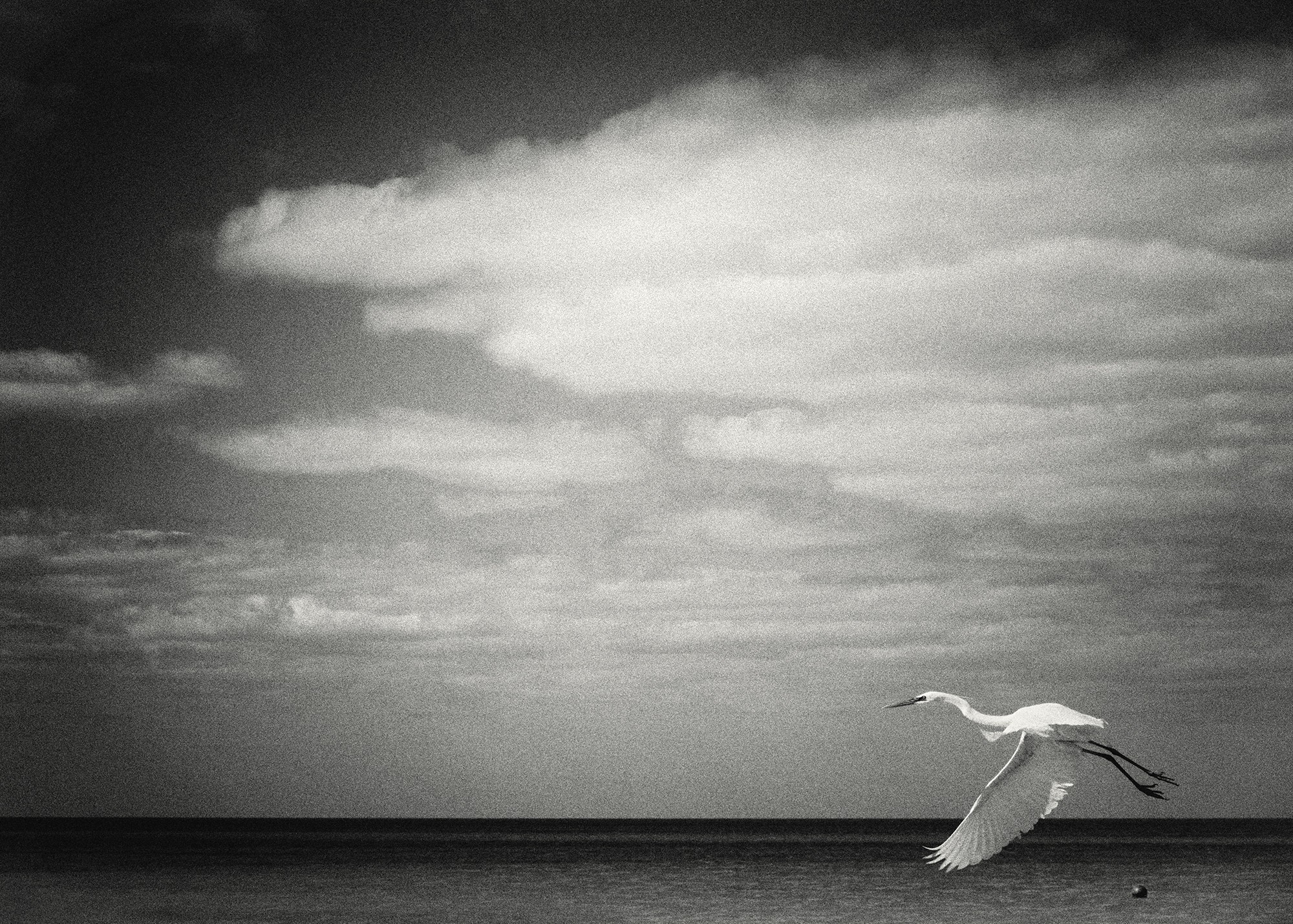 Karine Nicolleau, Birds #2 Karine Nicolleau, Birds #2
