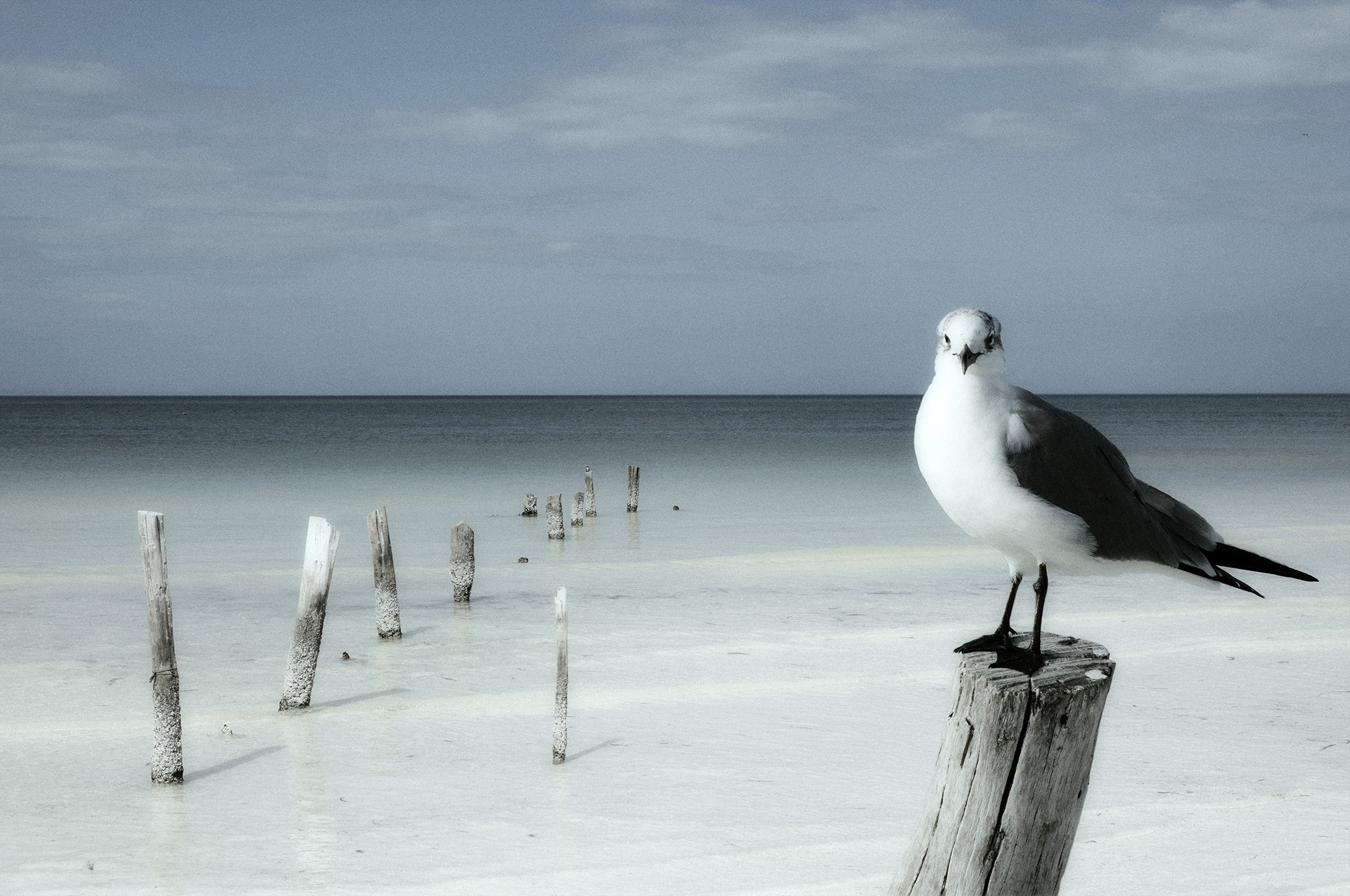 Karine Nicolleau, Birds #10 Karine Nicolleau, Birds #10