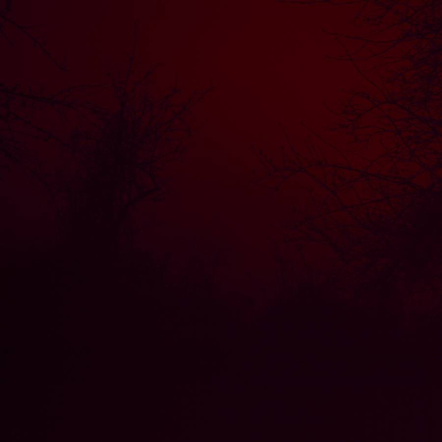 Nicholas Winter, Trees Nicholas Winter, Trees