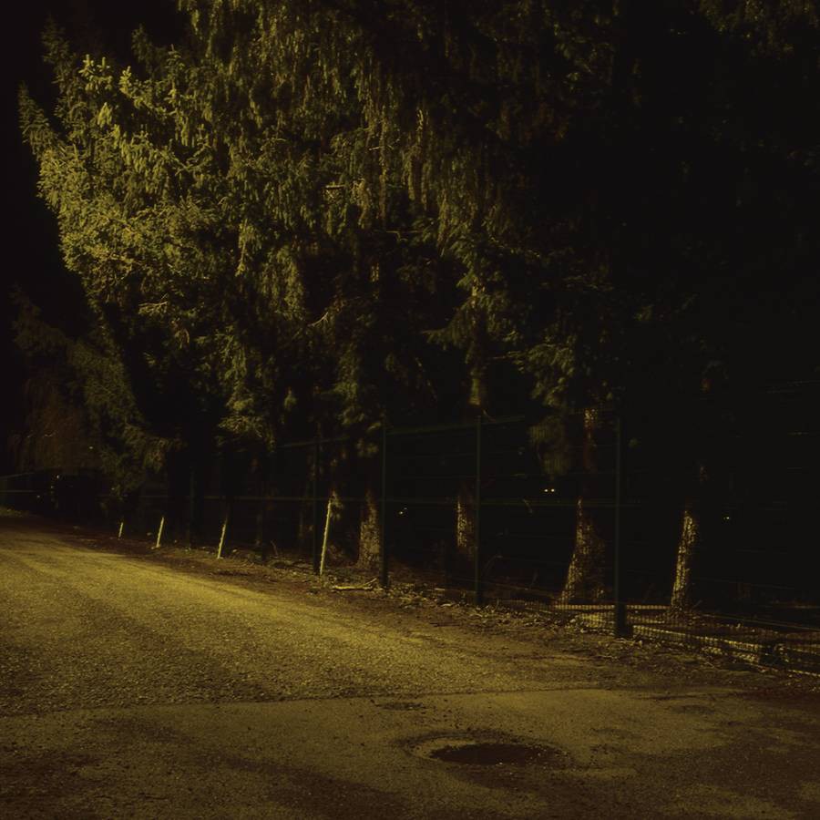 Nicholas Winter, Trees A Nicholas Winter, Trees A
