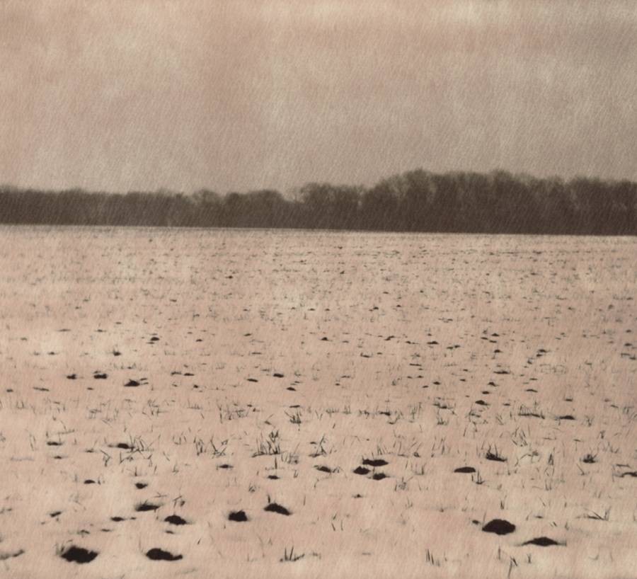 Nicholas Winter, Snowfield & treeline Nicholas Winter, Snowfield & treeline