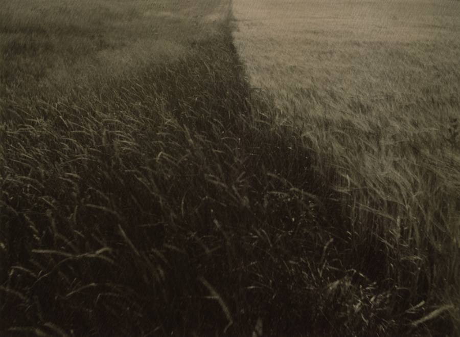 Nicholas Winter, 2 Tone field Nicholas Winter, 2 Tone field