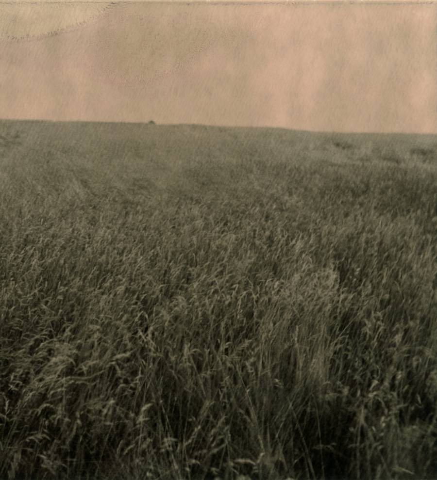 Nicholas Winter, Corn Nicholas Winter, Corn