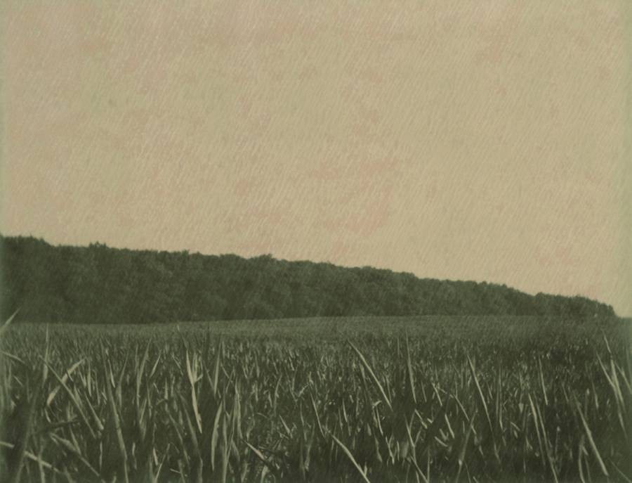 Nicholas Winter, Treeline Nicholas Winter, Treeline