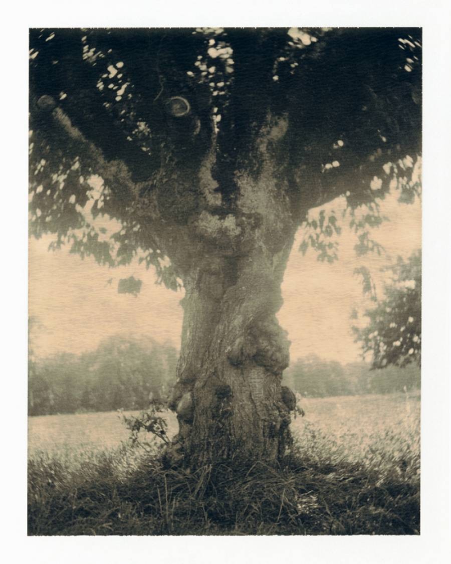 Nicholas Winter, Rooted Nicholas Winter, Rooted