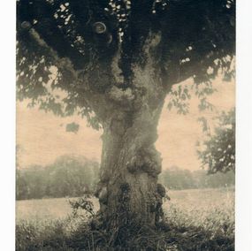 Photography, Rooted, Nicholas Winter