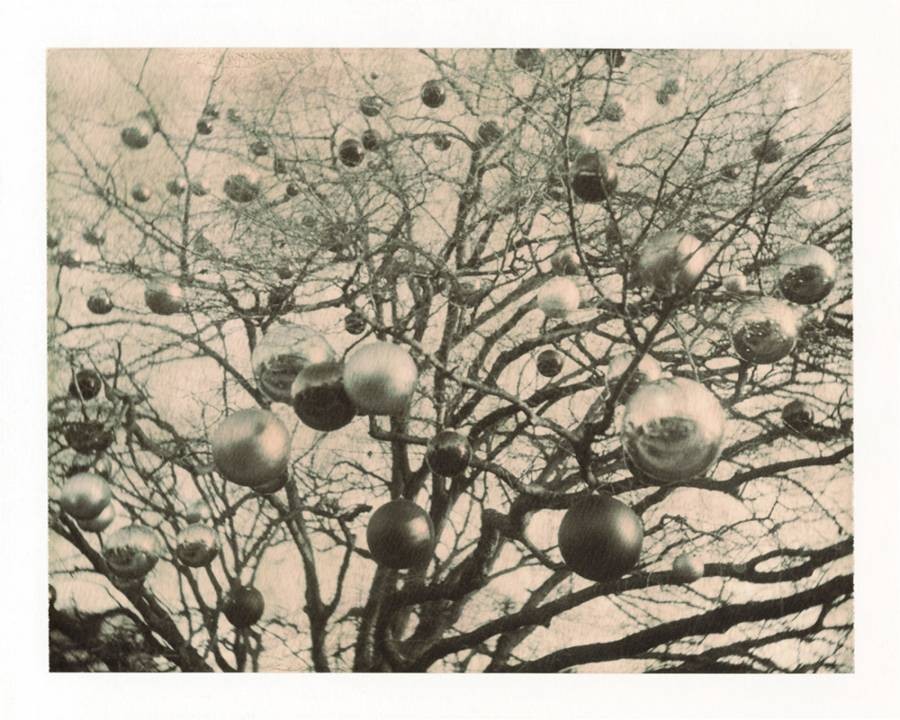 Nicholas Winter, Fruit Nicholas Winter, Fruit