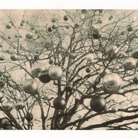 Photography, Fruit, Nicholas Winter