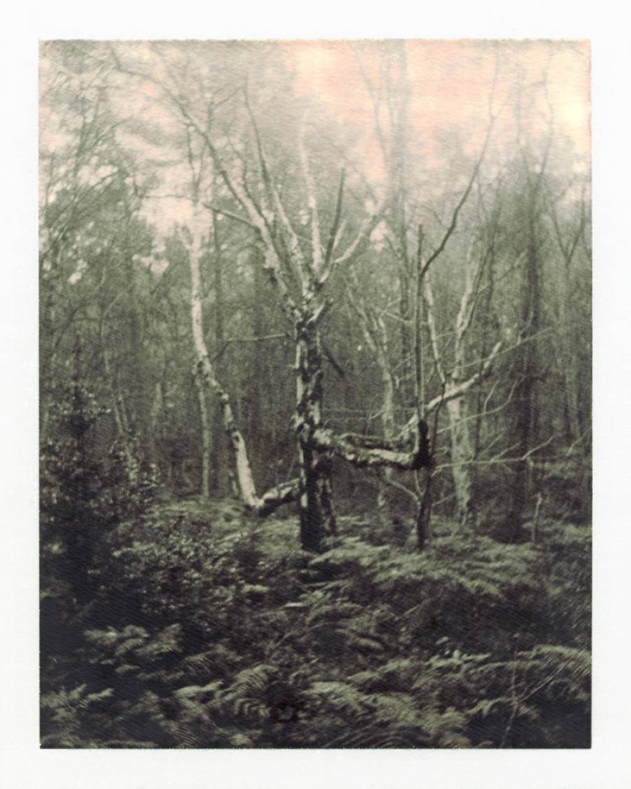 Nicholas Winter, Birch Nicholas Winter, Birch