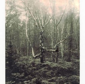Photography, Birch, Nicholas Winter