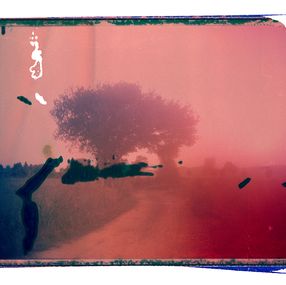 Photographie, Walking around an oak tree, Cristina Fontsare