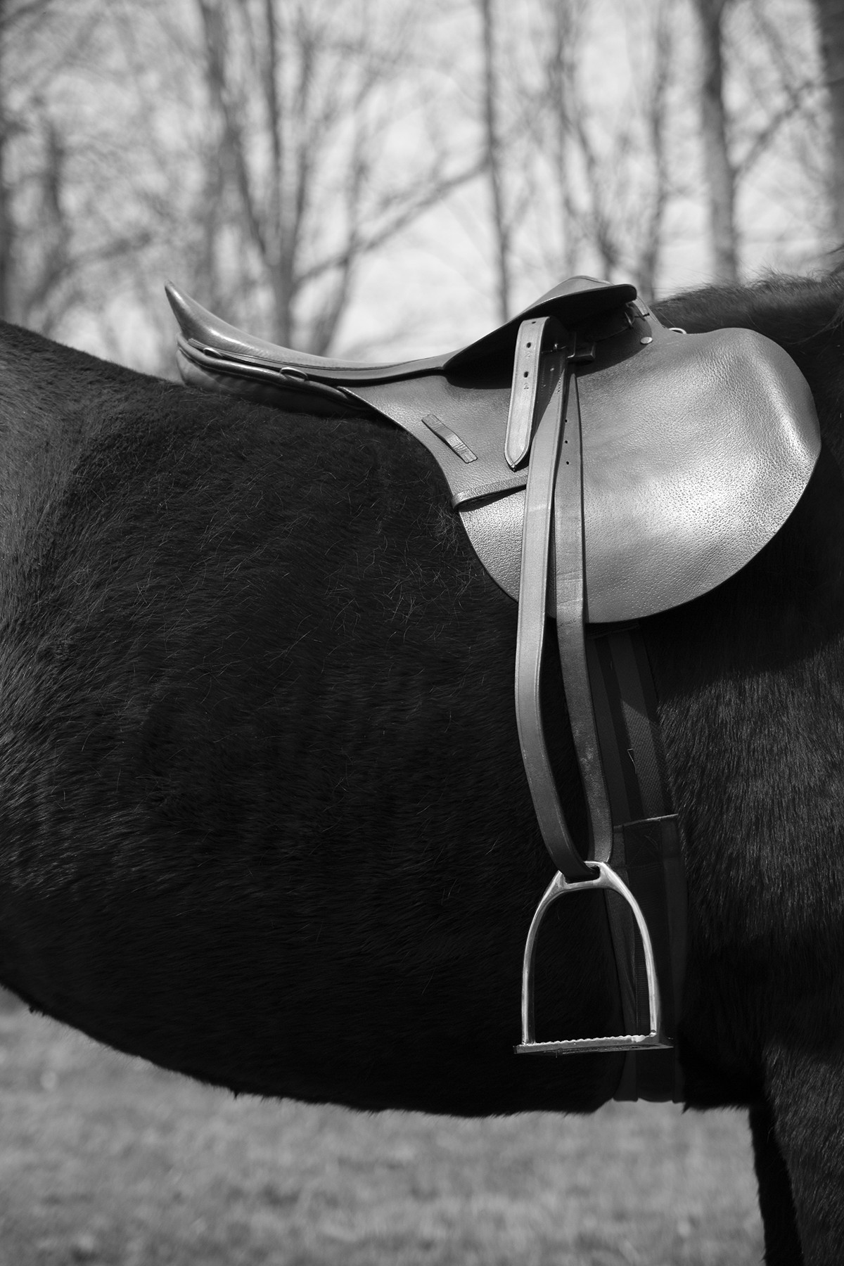 Ricky Cohete, Montura from the series Horses and dancers Ricky Cohete, Montura from the series Horses and dancers