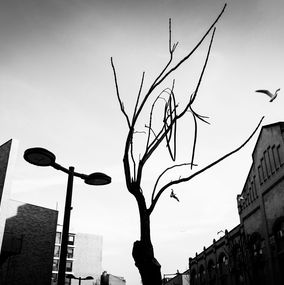 Urban flight, Paul J Bucknall