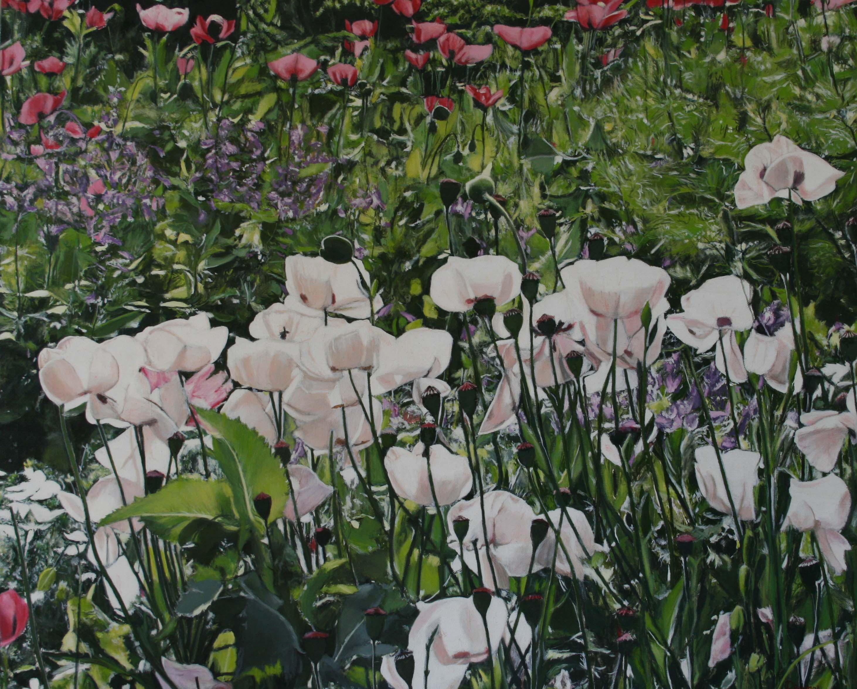 Olivier Daumas, Les coquelicots Olivier Daumas, Les coquelicots