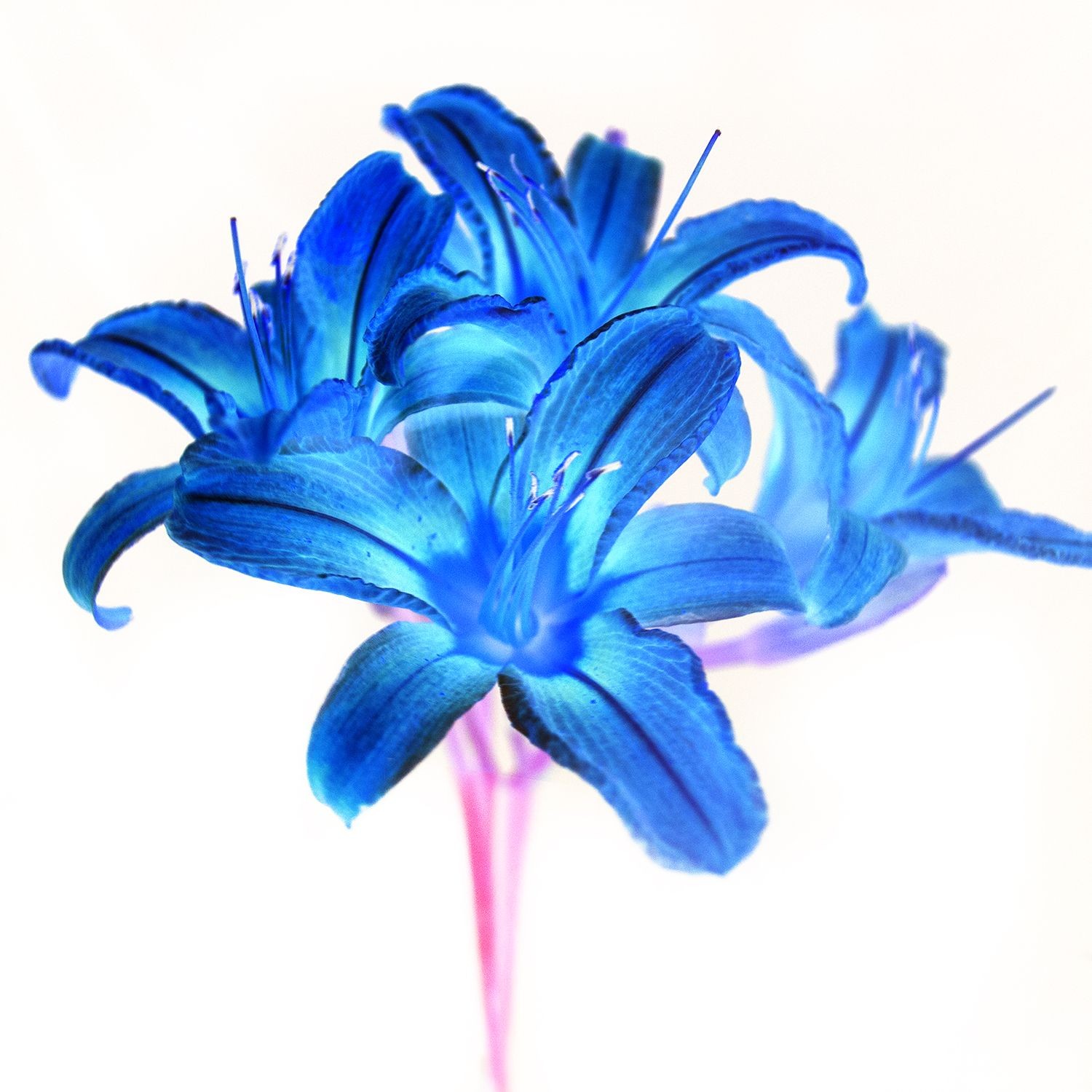 Michael Filonow, Lily 13 Michael Filonow, Lily 13