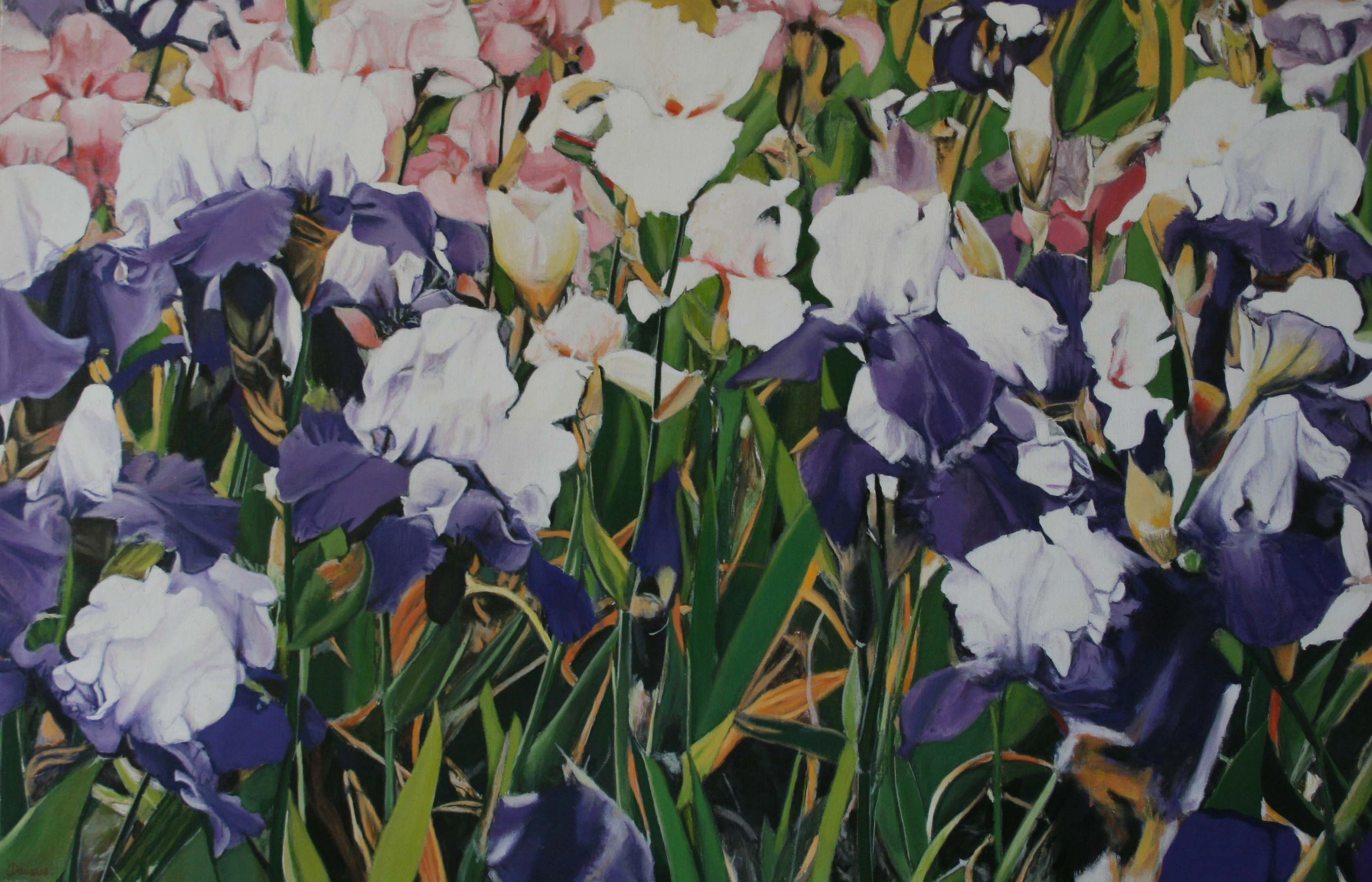 Olivier Daumas, Les iris violets Olivier Daumas, Les iris violets