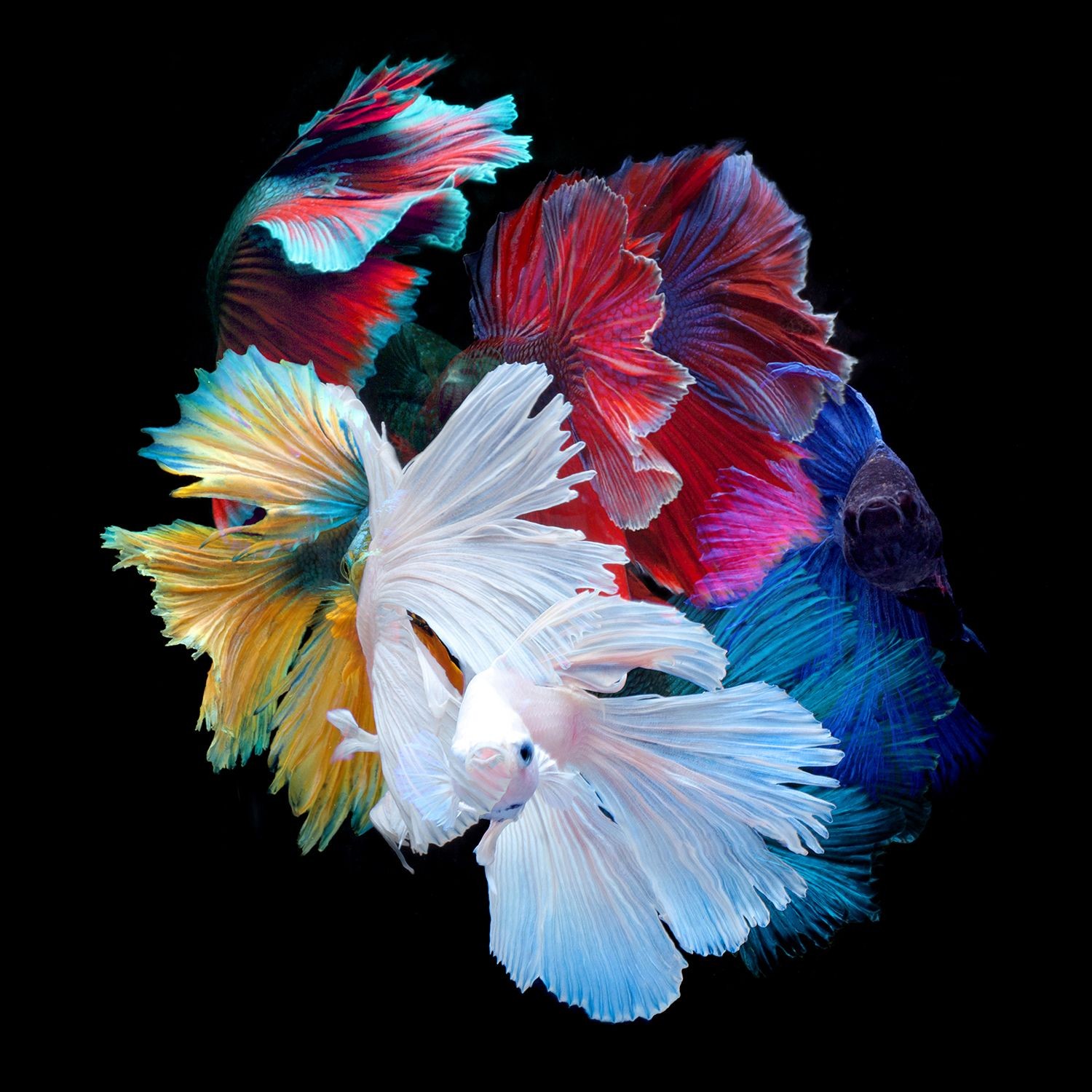 Michael Filonow, The betta gang Michael Filonow, The betta gang