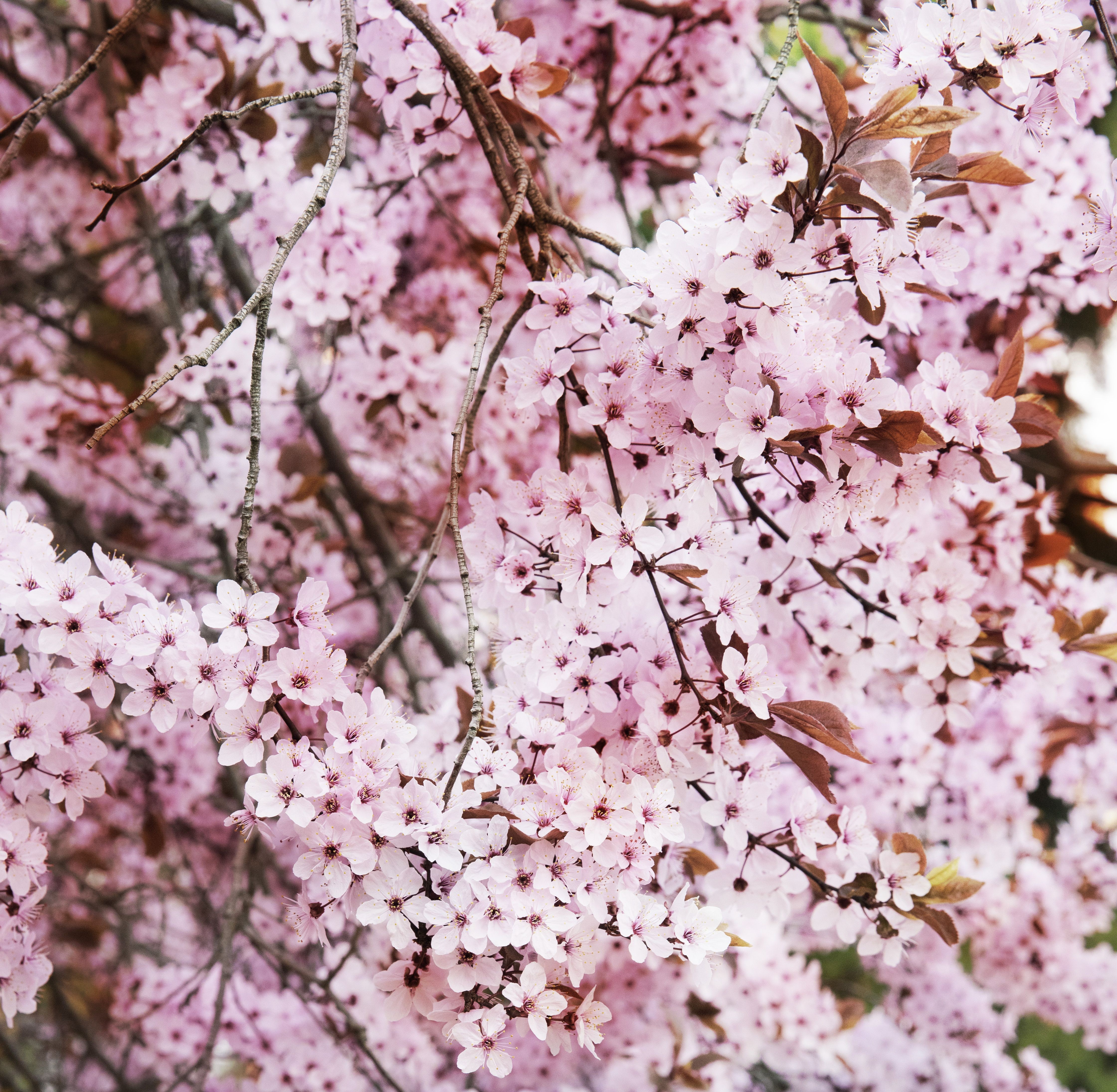 Viet Ha Tran, Romantic Sakura II Viet Ha Tran, Romantic Sakura II