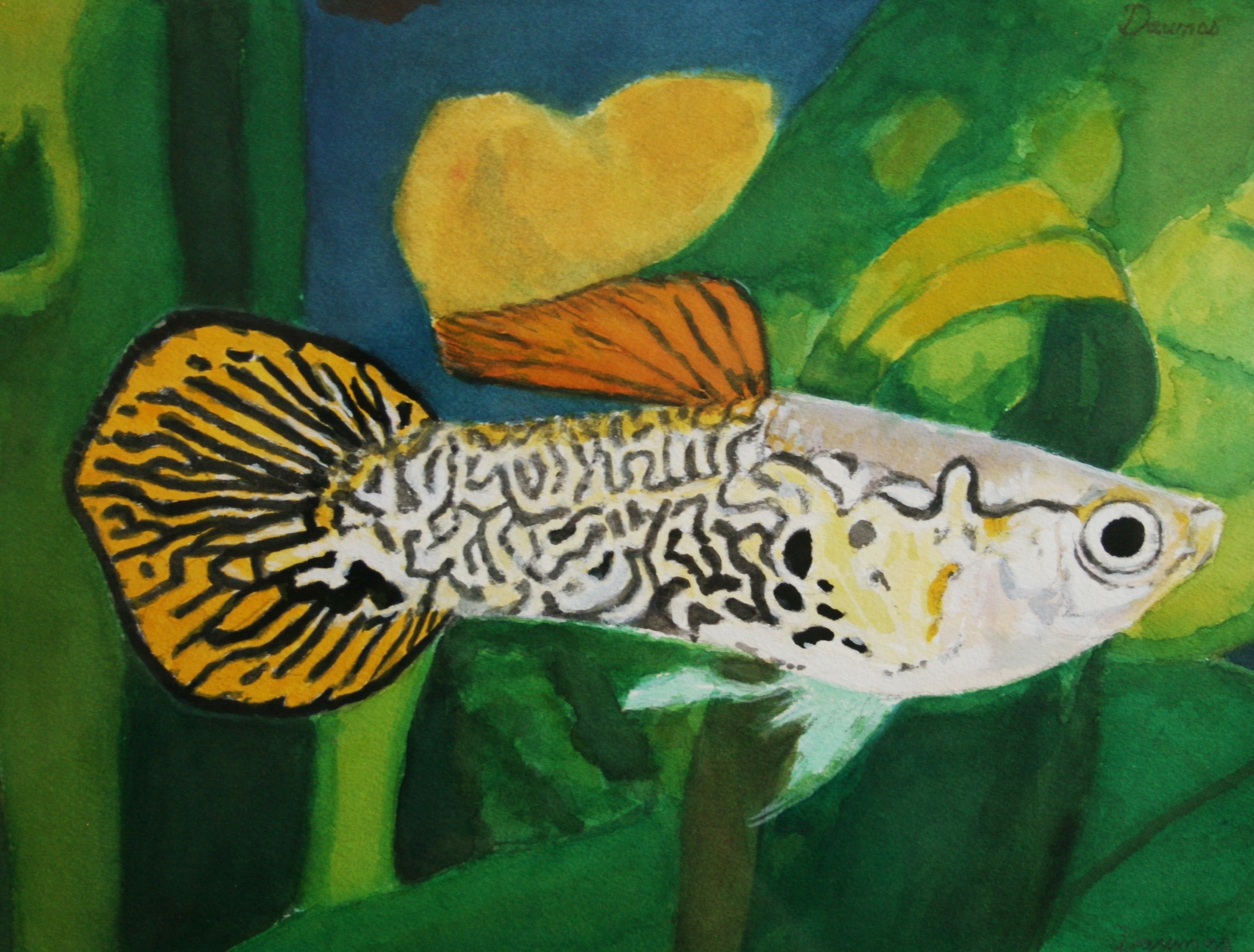 Olivier Daumas, Poisson tigré Olivier Daumas, Poisson tigré