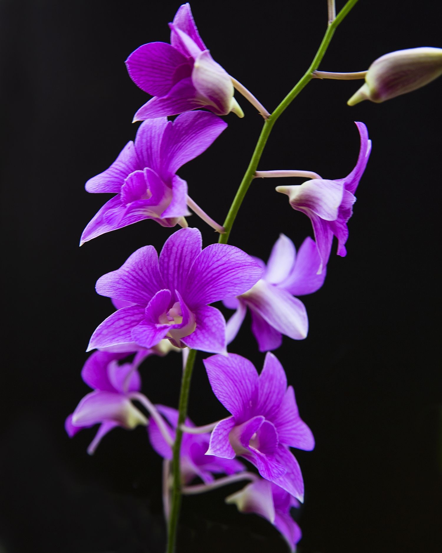 Michael Filonow, Orchid 10 Michael Filonow, Orchid 10