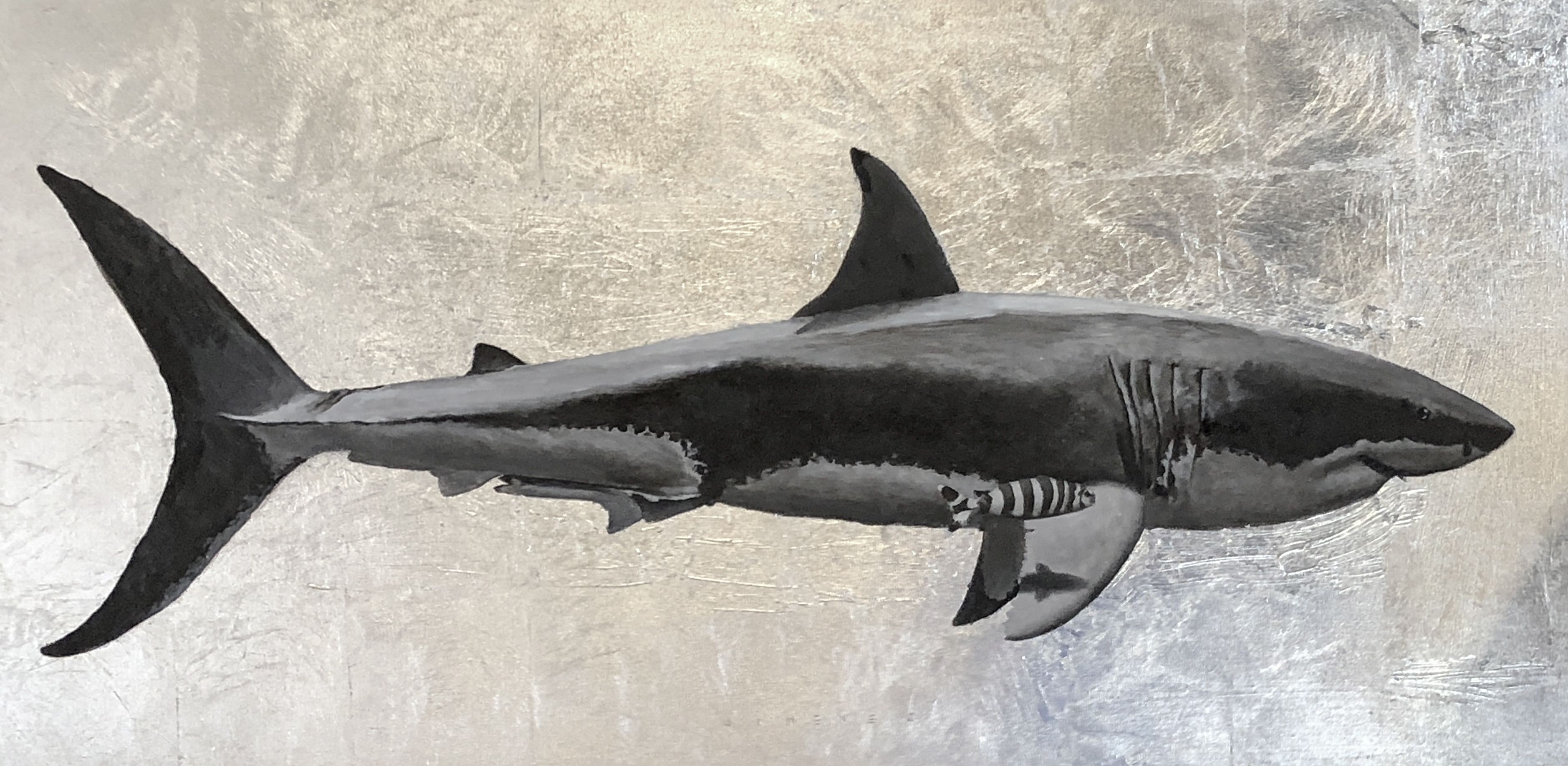 ArtStation - Great White Shark (Sketch)