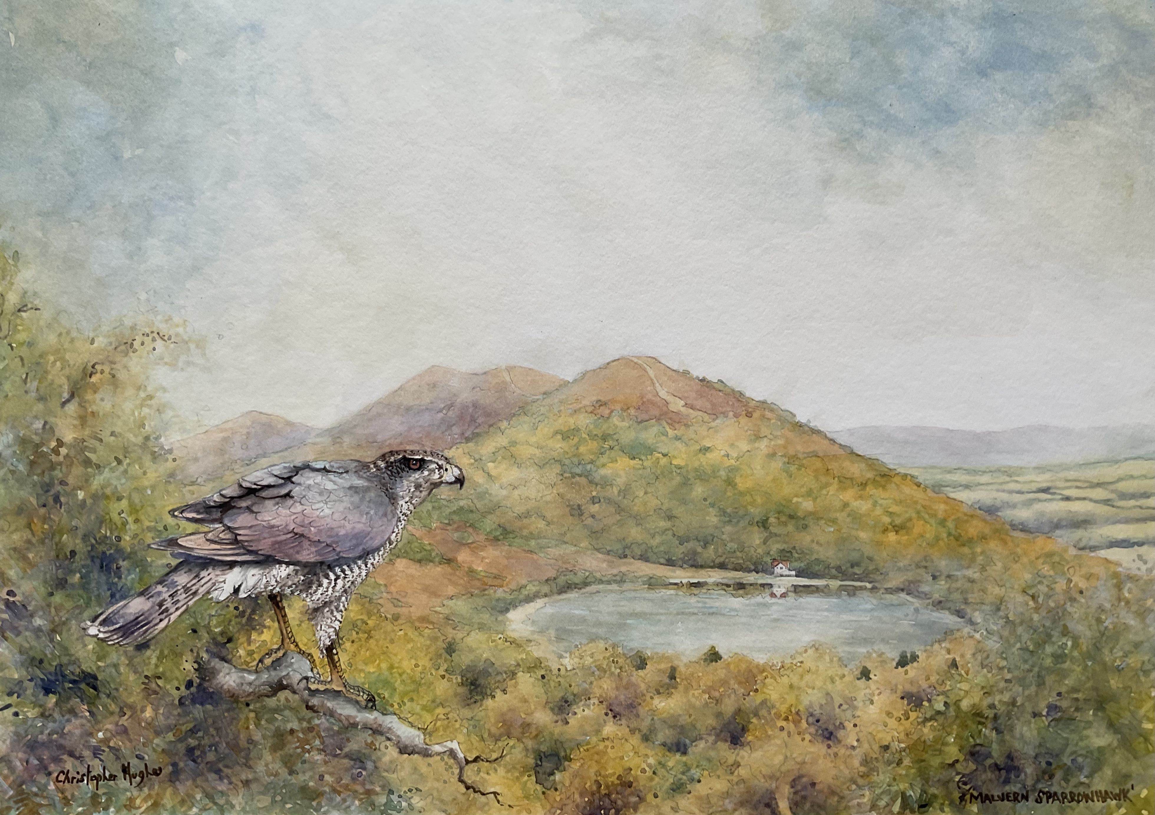 Christopher Hughes, Malvern Sparrowhawk Christopher Hughes, Malvern Sparrowhawk