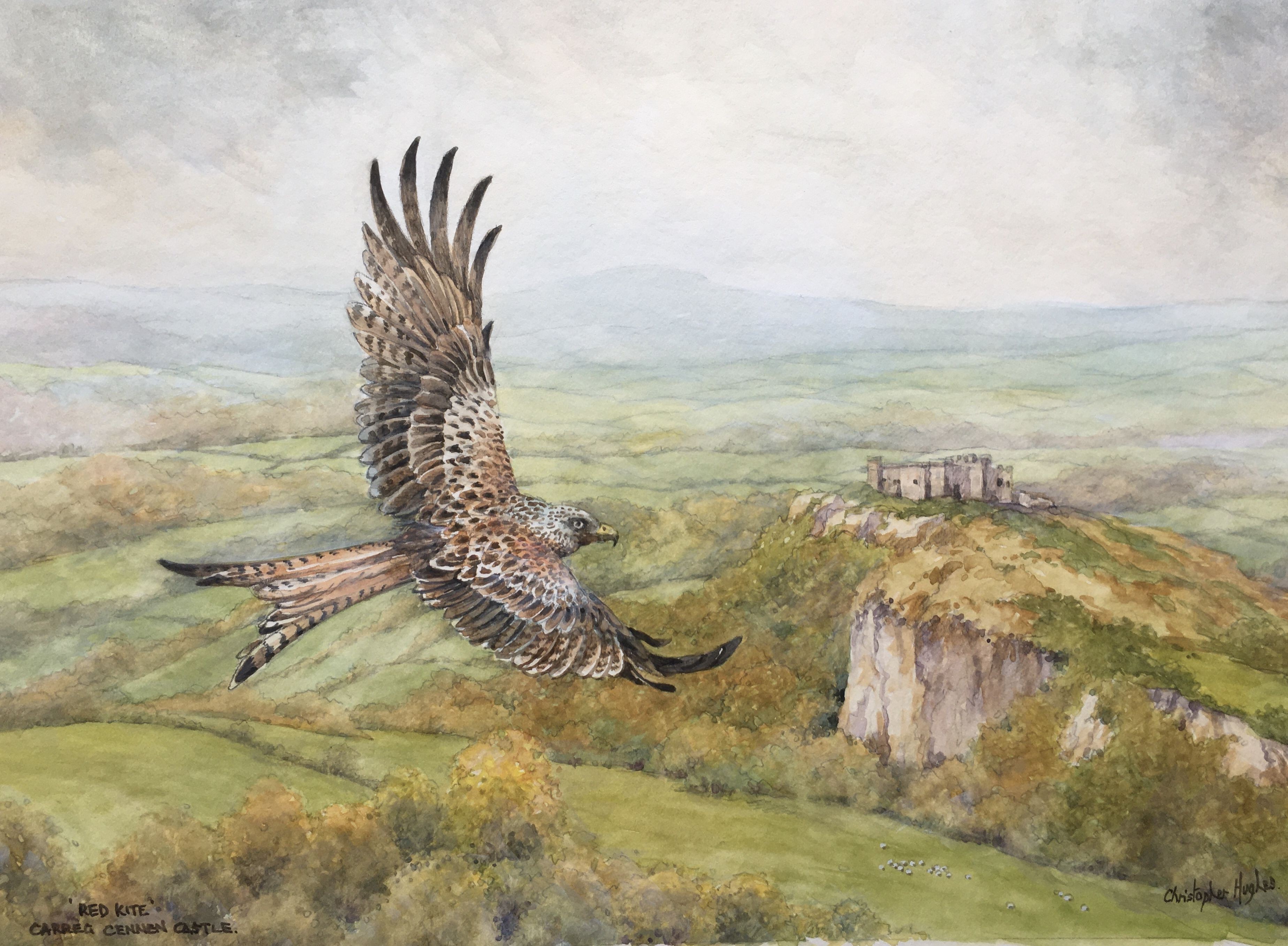 Christopher Hughes, Red Kite. Carreg Cennen, Wales Christopher Hughes, Red Kite. Carreg Cennen, Wales